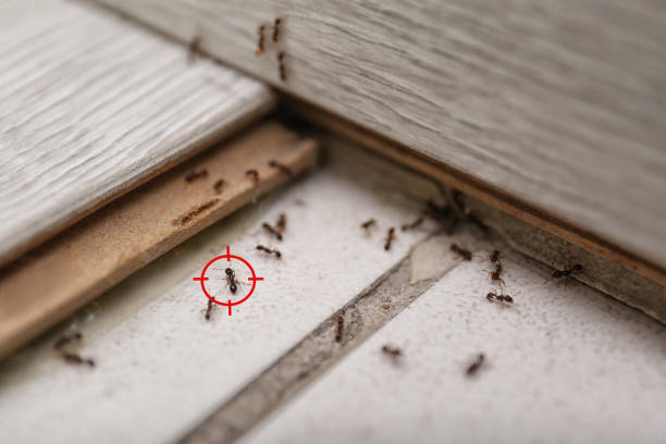 Best Insect Control  in Baker, LA