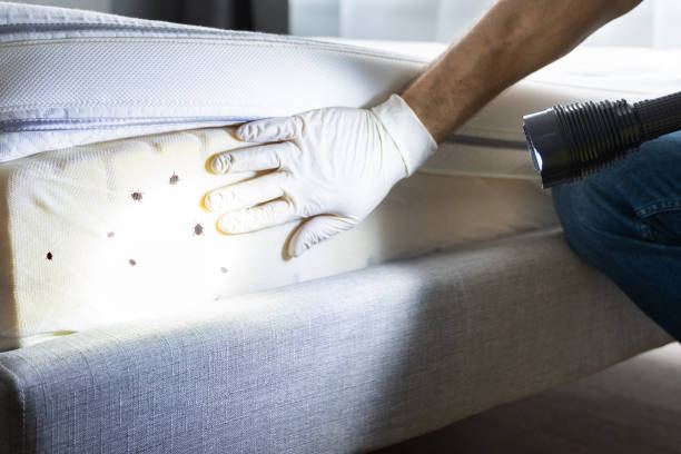 Wasp Removal Services in Baker, LA