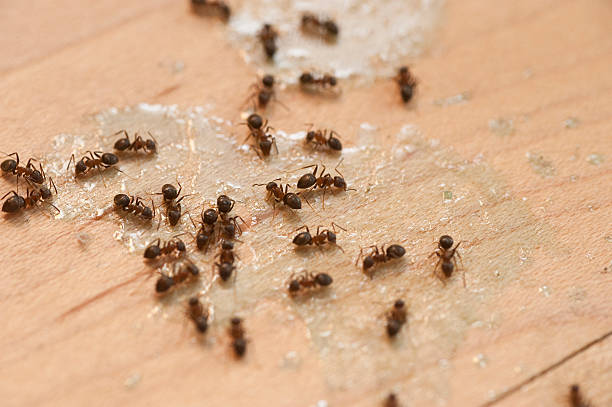 Best Wasp Removal Services  in Baker, LA